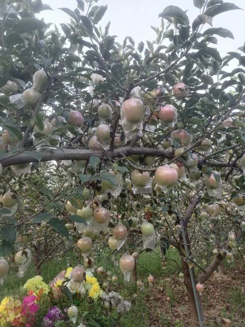 红星苹果中秋王苹果
