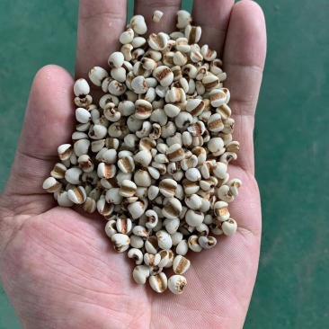 芦谷