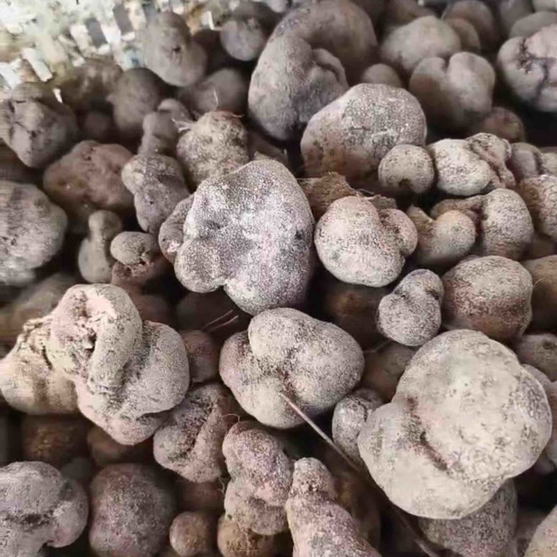 精品松露