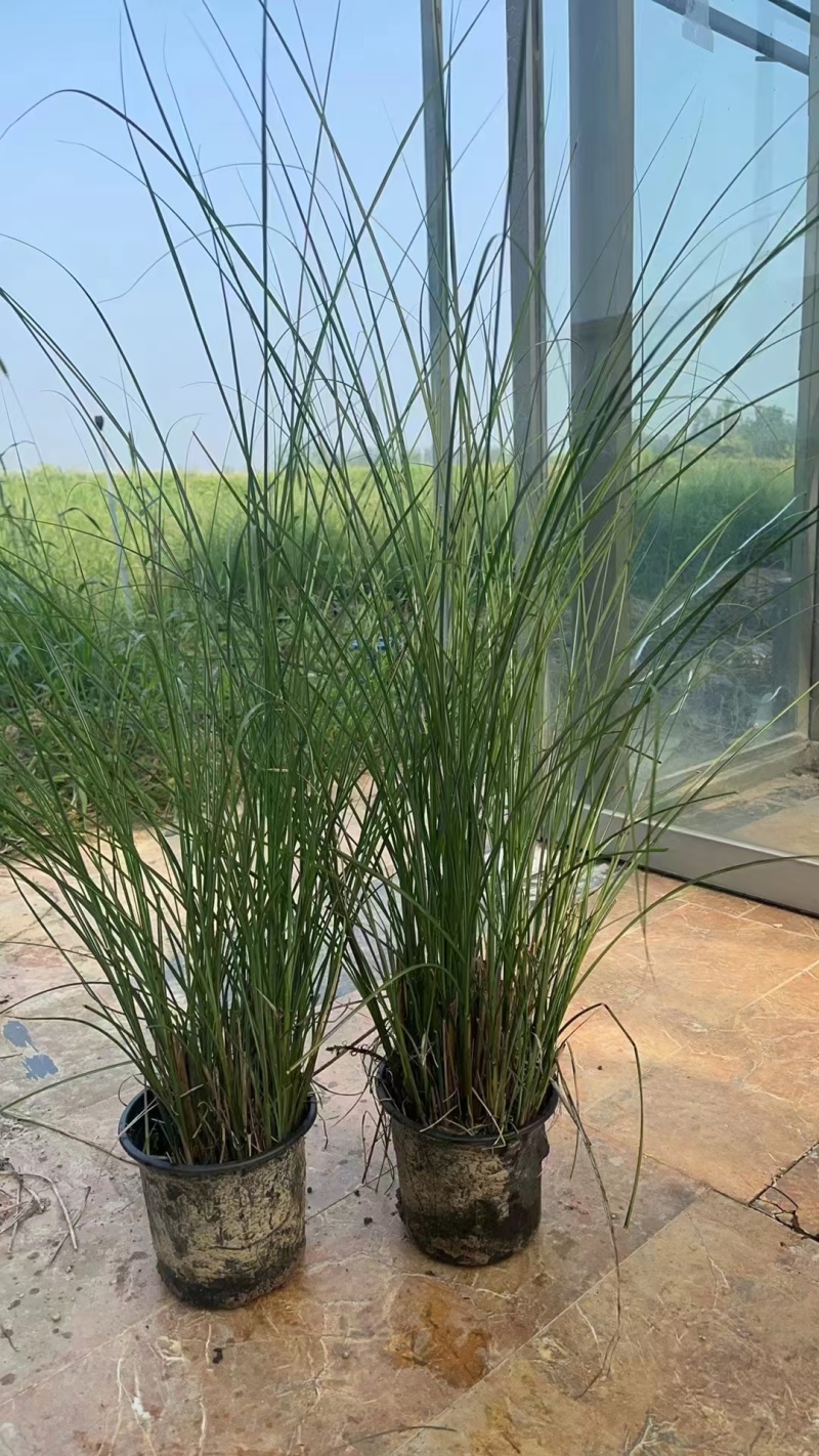 花卉盆景水生植物细叶芒1加伦、2加伦量大价优，欢迎订购。