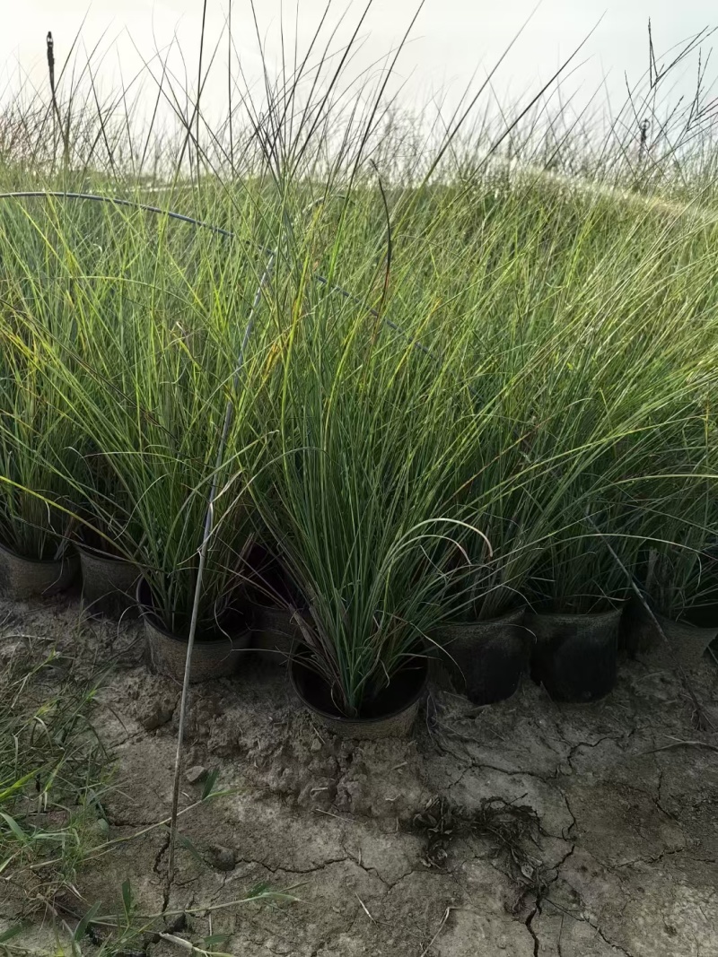 花卉盆景水生植物细叶芒1加伦、2加伦量大价优，欢迎订购。