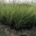 花卉盆景水生植物细叶芒1加伦、2加伦量大价优，欢迎订购。