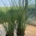 花卉盆景水生植物细叶芒1加伦、2加伦量大价优，欢迎订购。