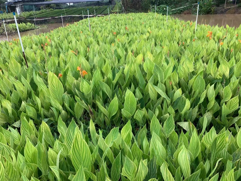 花叶美人蕉大杯、180杯基地直销，量大价优，欢迎订购。