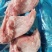 新鲜兔腿【前后腿规格齐全】厂家直销，大量有货