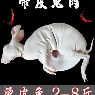 【赞！】手工烫皮兔质优价廉，冷链配送，欢迎洽谈合作