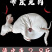 【赞！】手工烫皮兔质优价廉，冷链配送，欢迎洽谈合作