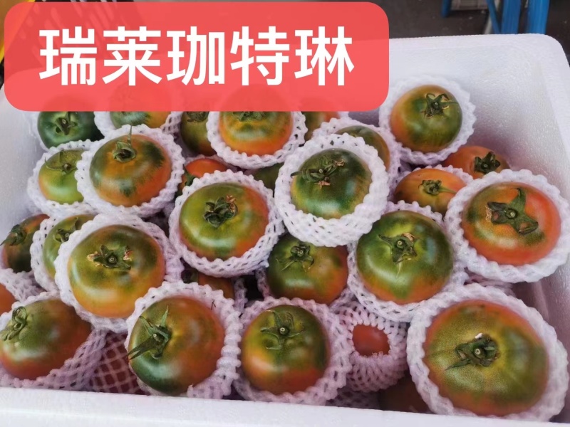 山东寿光精品草莓番茄苗铁皮柿子苗抗病强高成活欢迎来电