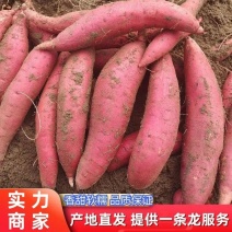 精品西瓜红红薯，产地直发，价格便宜，诚信经营，可视频看货
