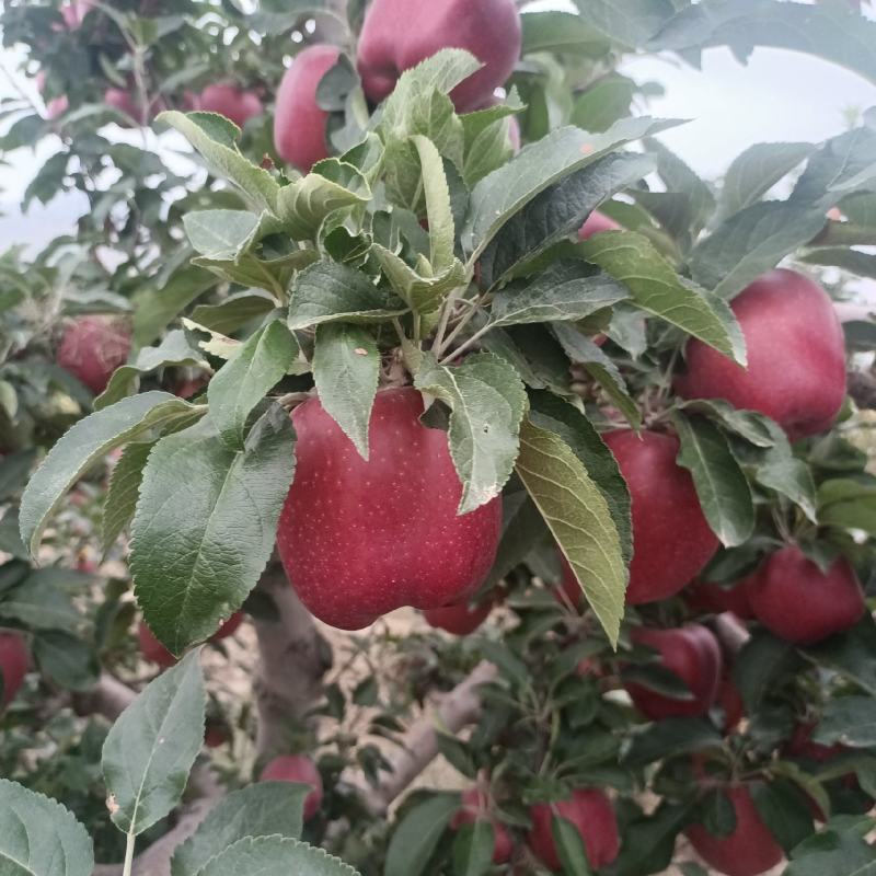 【冷库花牛苹果】甘肃天水花牛大量新鲜上市，产地直发