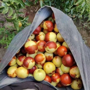 沾化冬枣