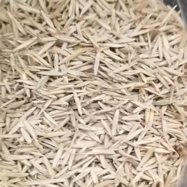 披碱草草籽