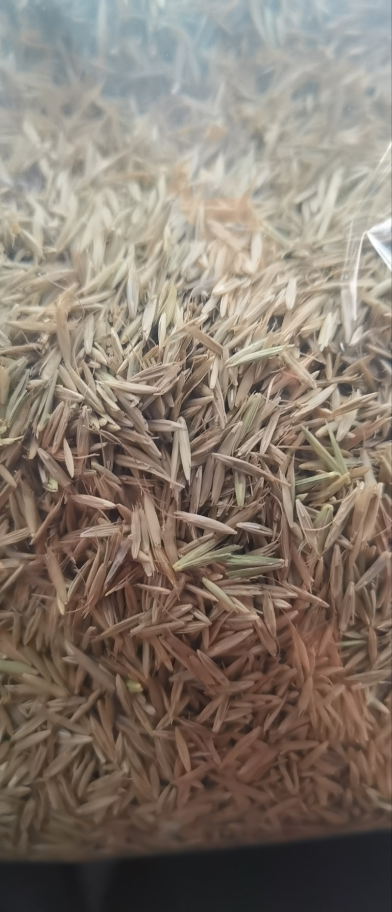 披碱草草籽