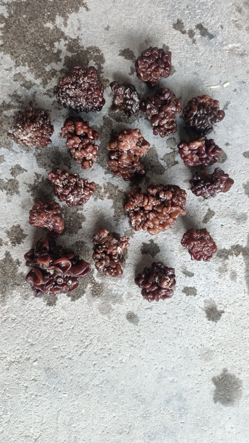 猴脑菌核桃菌干品猴脑菌原货基地直邮，猴脑菇核桃菌拌核桃仁