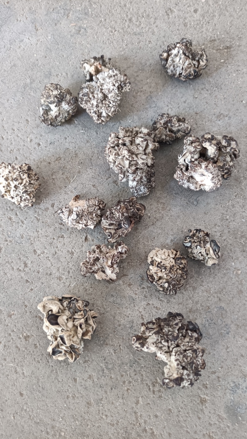 猴脑菌核桃菌干品猴脑菌原货基地直邮，猴脑菇核桃菌拌核桃仁