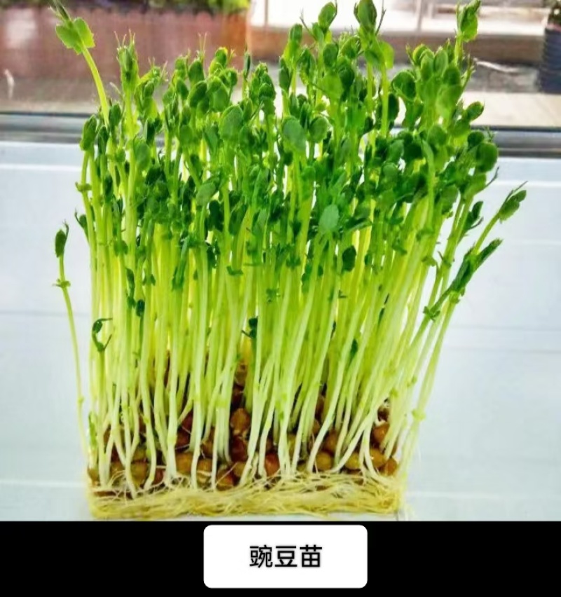 新鲜花生芽水培花生芽