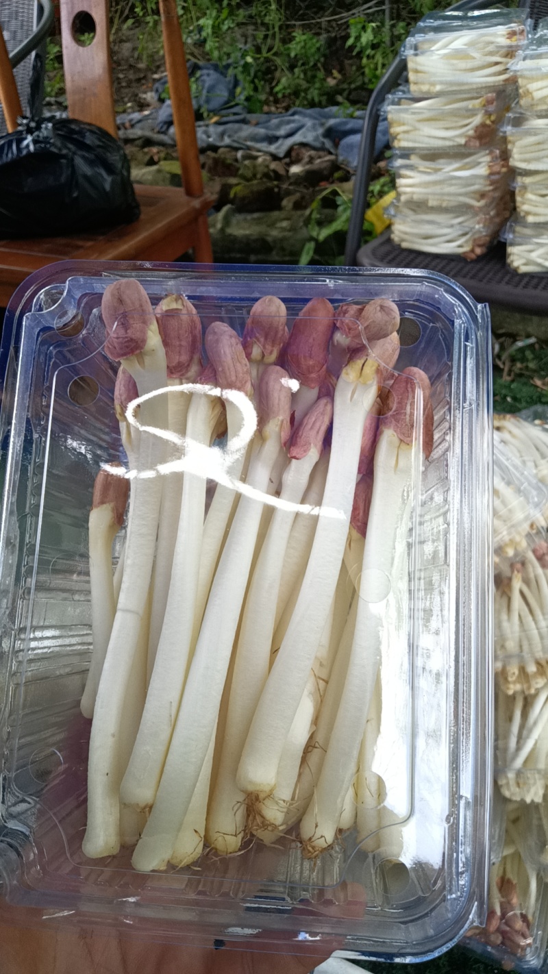 新鲜花生芽水培花生芽