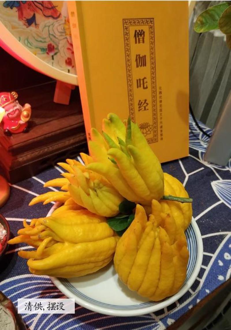 佛手柑现摘现发