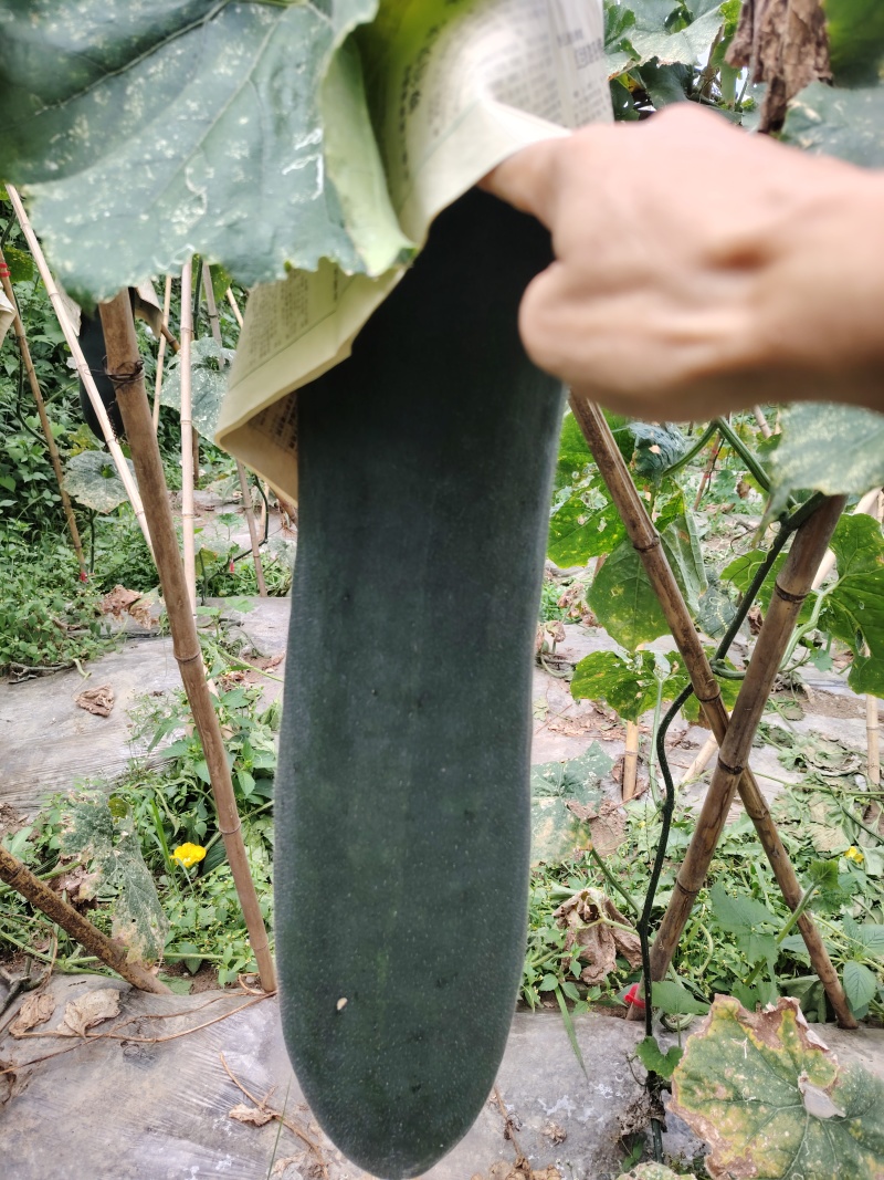 吊瓜，毛冬瓜精品冬瓜安顺冬瓜货源充足量大从优欢迎老板电话联系