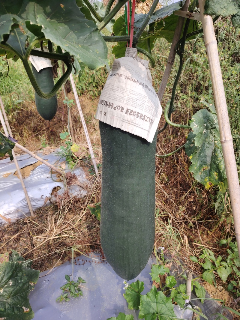 吊瓜，毛冬瓜精品冬瓜安顺冬瓜货源充足量大从优欢迎老板电话联系
