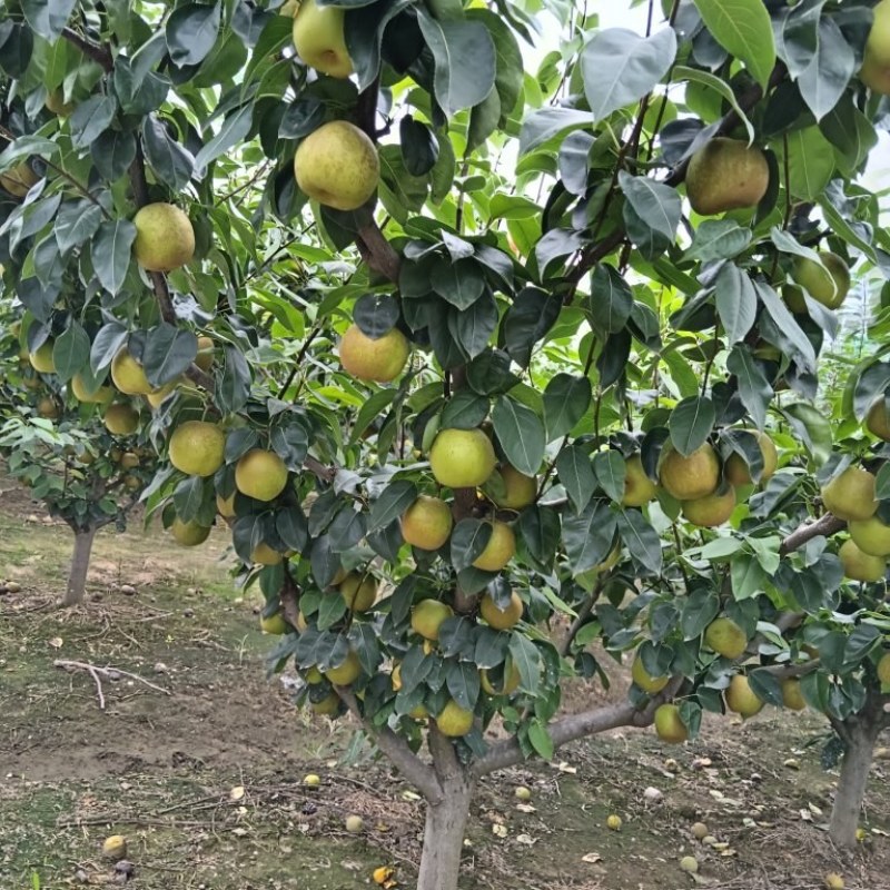 翠冠梨82黄铜色梨子