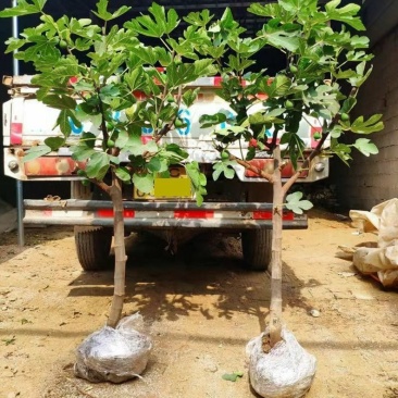 无花果树苗特大树南北方耐寒盆栽庭院地栽耐寒当年结果波姬红