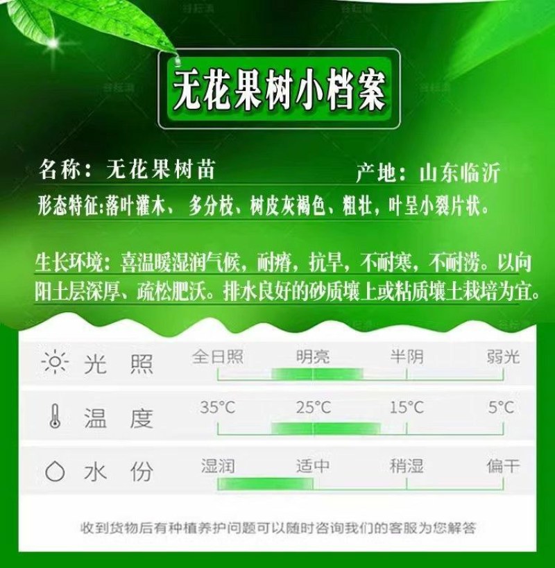 无花果树苗特大树南北方耐寒盆栽庭院地栽耐寒当年结果波姬红