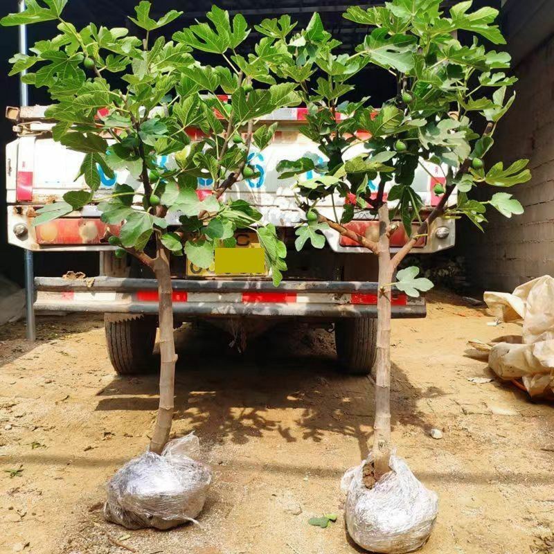 无花果树苗特大树南北方耐寒盆栽庭院地栽耐寒当年结果波姬红