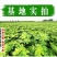 无花果树苗特大树南北方耐寒盆栽庭院地栽耐寒当年结果波姬红