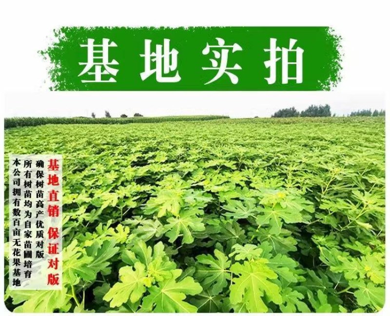 无花果树苗特大树南北方耐寒盆栽庭院地栽耐寒当年结果波姬红