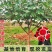 无花果树苗特大树南北方耐寒盆栽庭院地栽耐寒当年结果波姬红