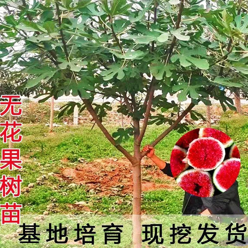 无花果树苗特大树南北方耐寒盆栽庭院地栽耐寒当年结果波姬红
