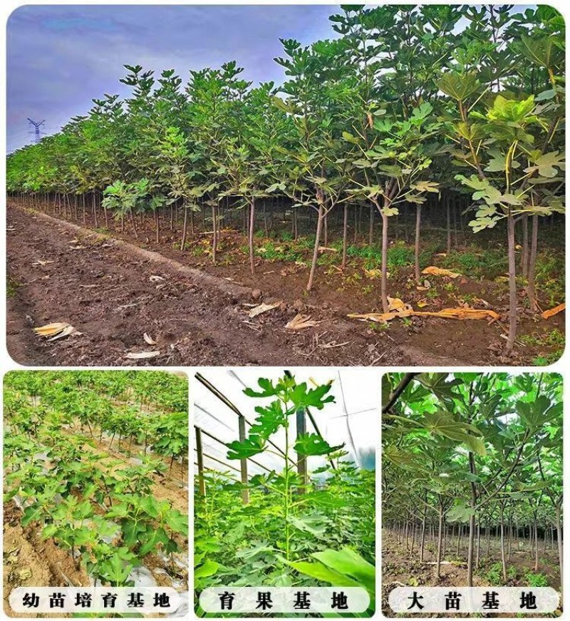 无花果树苗特大树南北方耐寒盆栽庭院地栽耐寒当年结果波姬红