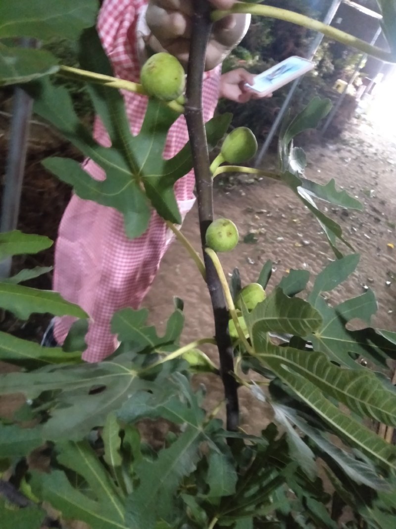 无花果树苗特大树南北方耐寒盆栽庭院地栽耐寒当年结果波姬红