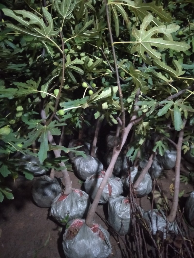 无花果树苗特大树南北方耐寒盆栽庭院地栽耐寒当年结果波姬红