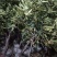 无花果树苗特大树南北方耐寒盆栽庭院地栽耐寒当年结果波姬红