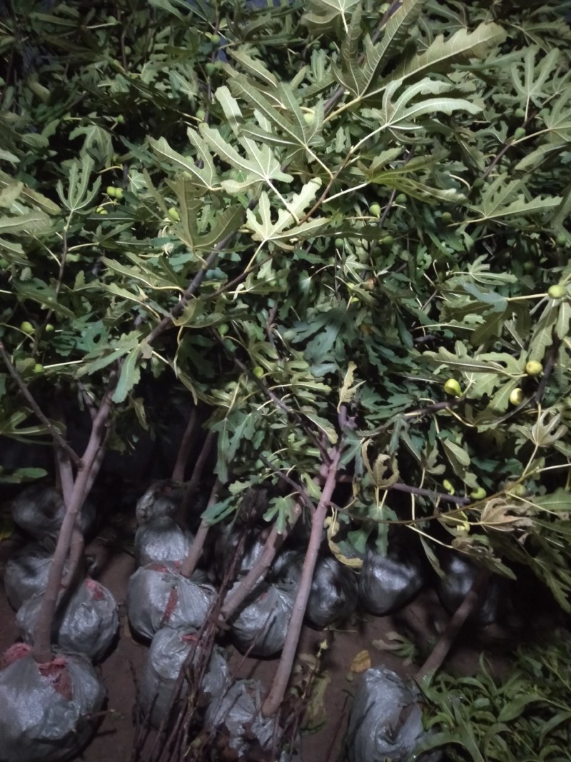 无花果树苗特大树南北方耐寒盆栽庭院地栽耐寒当年结果波姬红