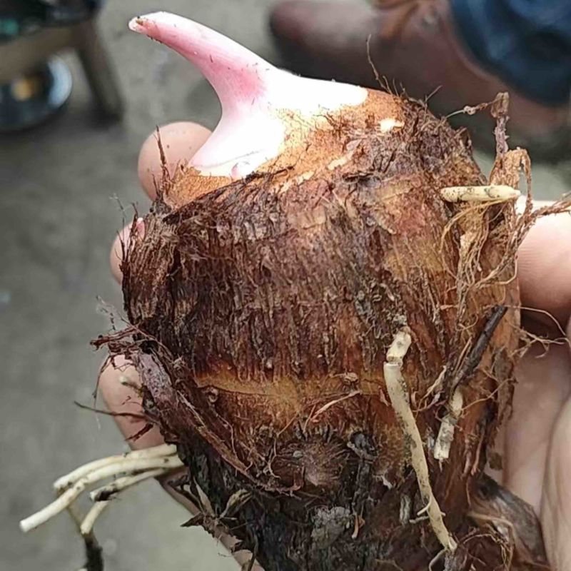 精品红芽芋头万亩基地大量供应各种规格欢迎来电选购