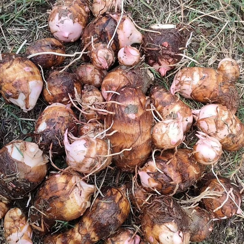 精品红芽芋头万亩基地大量供应各种规格欢迎来电选购