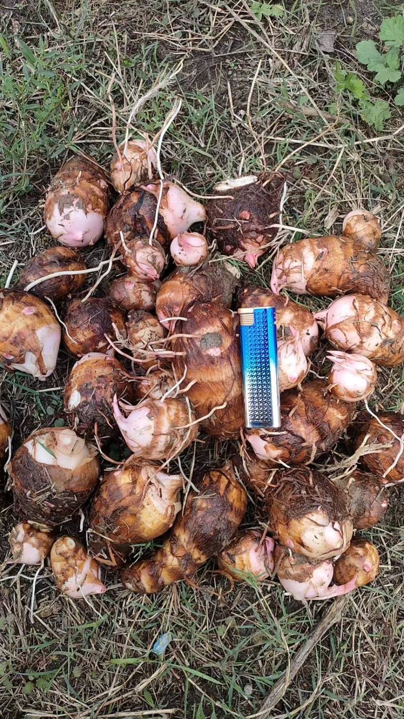 精品红芽芋头万亩基地大量供应各种规格欢迎来电选购