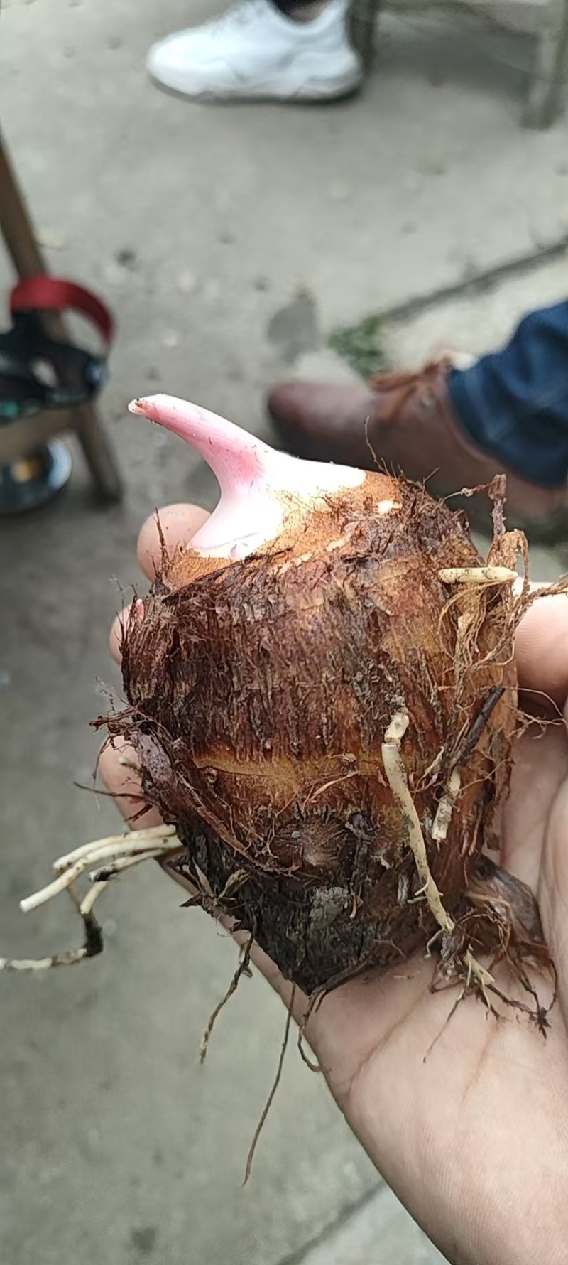 精品红芽芋头万亩基地大量供应各种规格欢迎来电选购