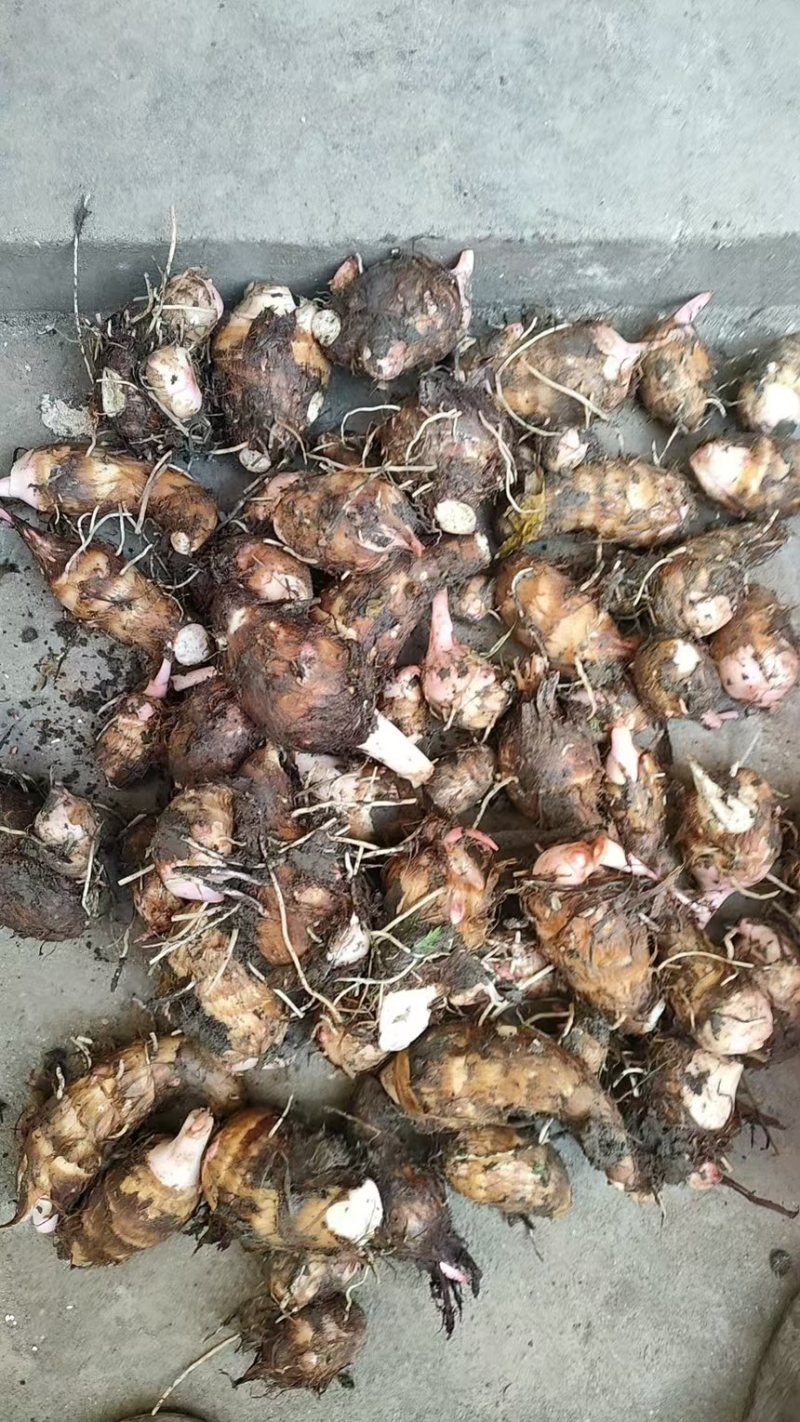精品红芽芋头万亩基地大量供应各种规格欢迎来电选购
