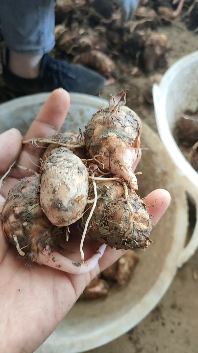 精品红芽芋头万亩基地大量供应各种规格欢迎来电选购