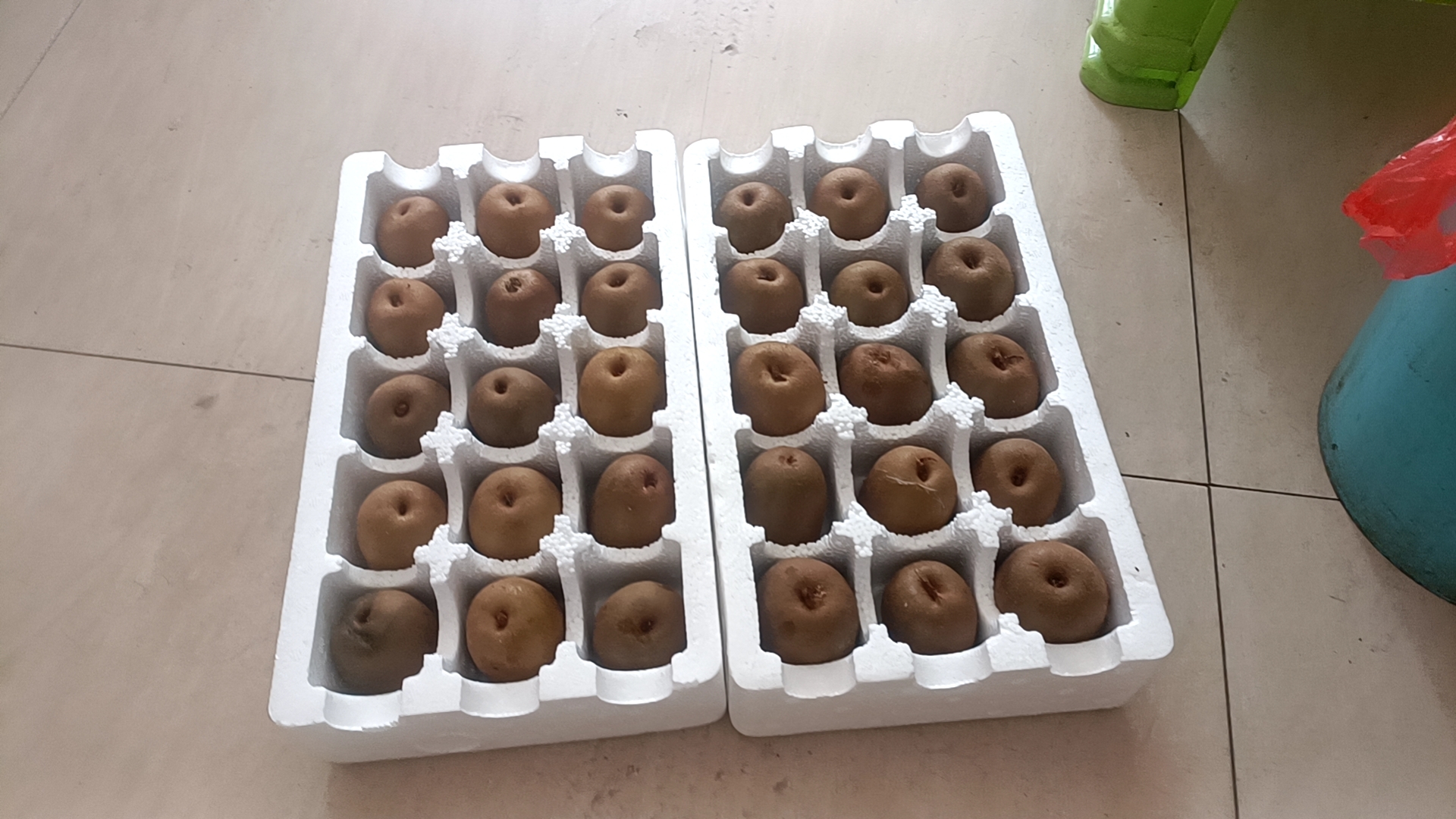 黄心猕猴桃采收与包装现场