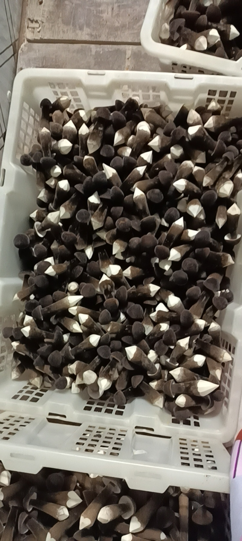 滑滑嫩嫩太香了每日现采黑皮鸡枞菌菇，新鲜直供全国