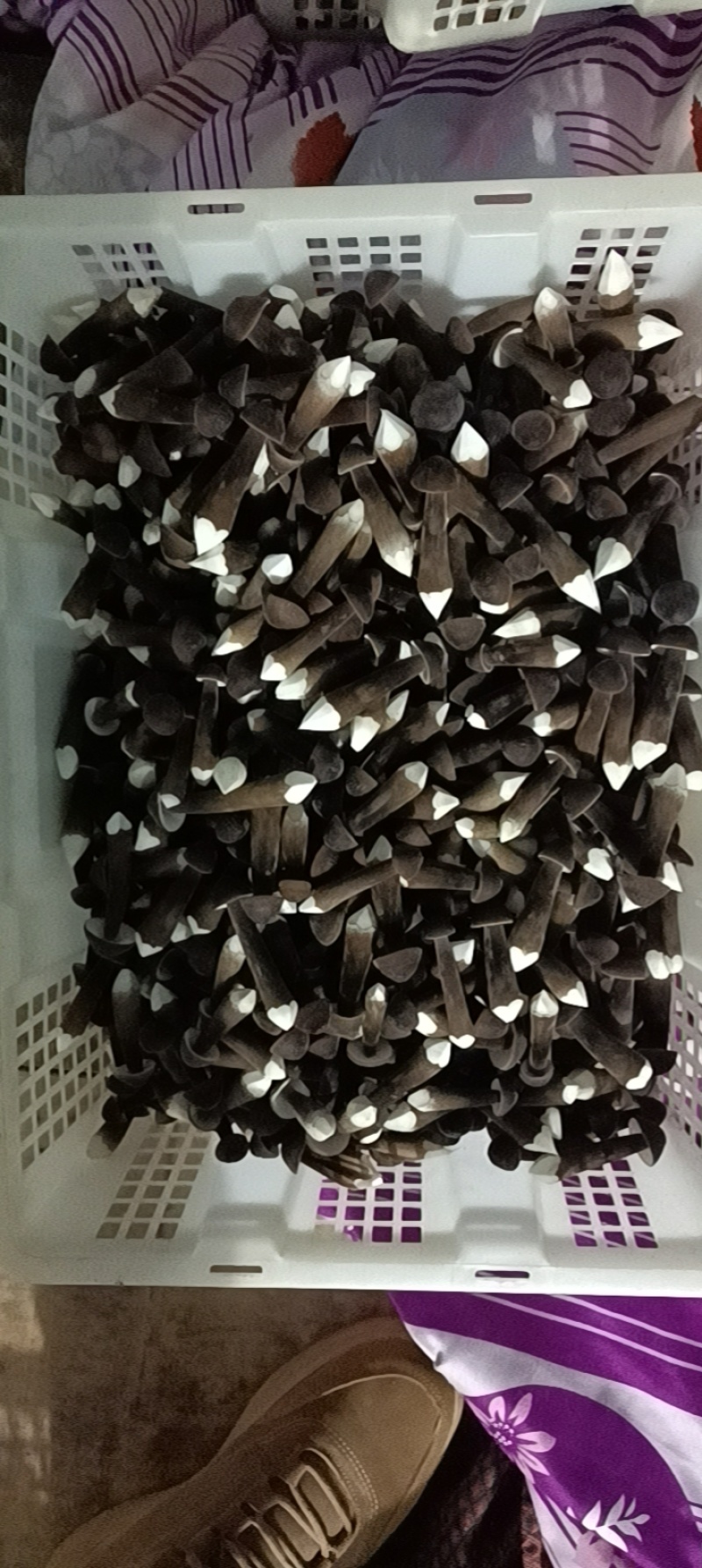 滑滑嫩嫩太香了每日现采黑皮鸡枞菌菇，新鲜直供全国