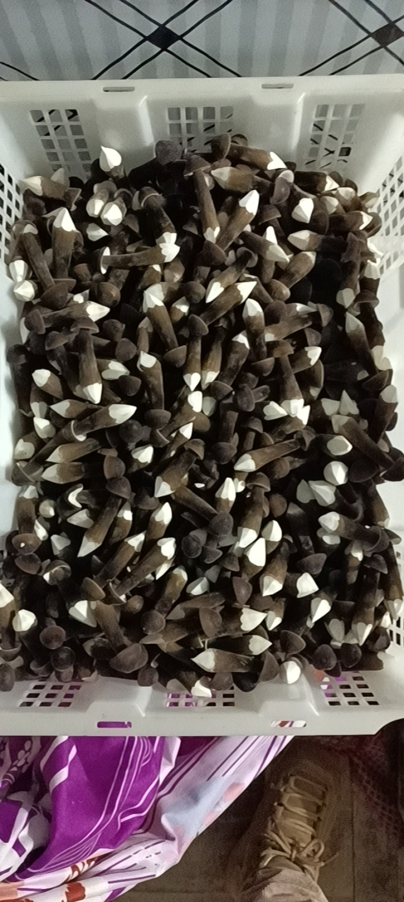 滑滑嫩嫩太香了每日现采黑皮鸡枞菌菇，新鲜直供全国