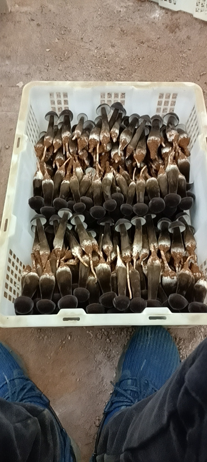 滑滑嫩嫩太香了每日现采黑皮鸡枞菌菇，新鲜直供全国