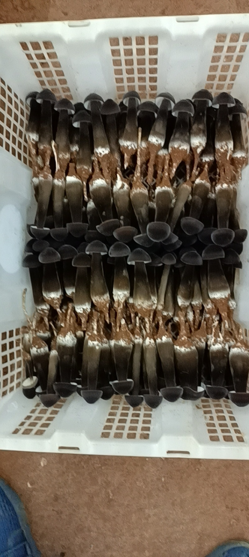 滑滑嫩嫩太香了每日现采黑皮鸡枞菌菇，新鲜直供全国
