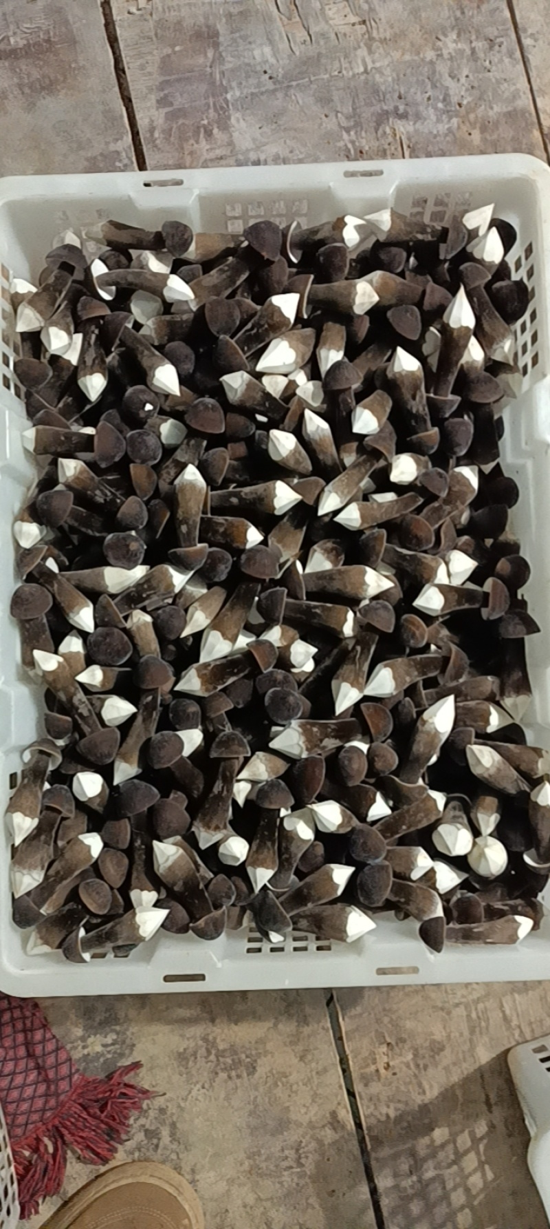 滑滑嫩嫩太香了每日现采黑皮鸡枞菌菇，新鲜直供全国